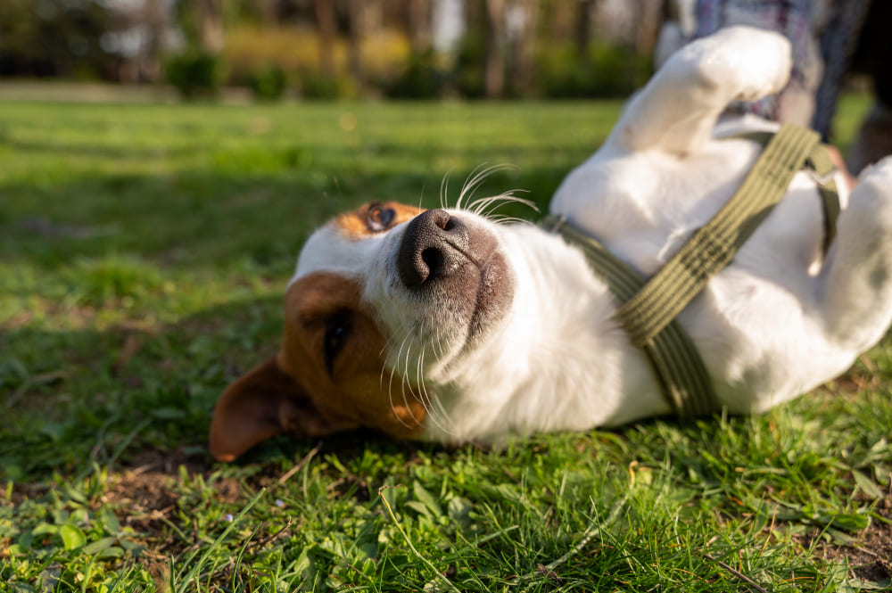 Как уберечь собаку от пироплазмоза