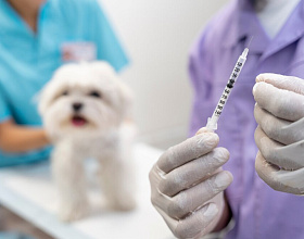 Прививка от чумки кошке и собаке